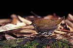 Thumbnail for Striated antthrush