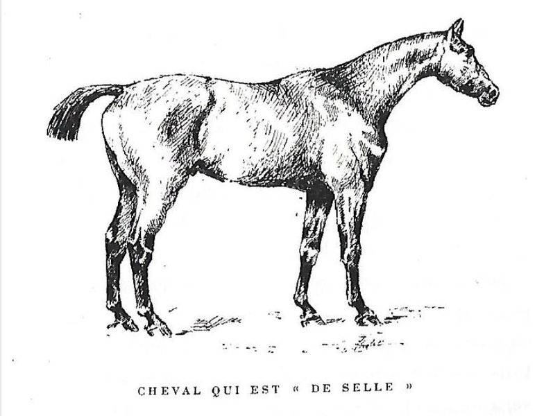 File:Champion cheval-de-selle.jpg