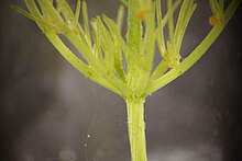 Chara (alga) - Wikipedia