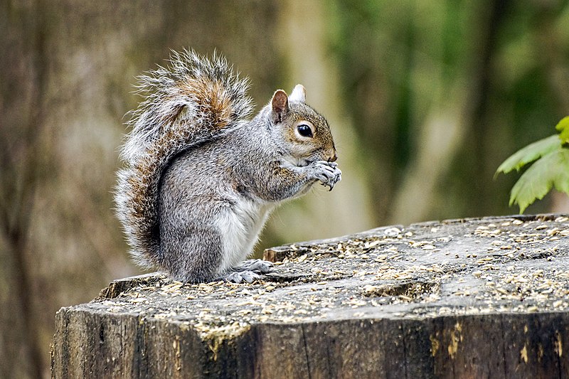 File:Cheeky Chappy (seen in Explore) - Flickr - XPinger (Chris Sutton).jpg