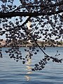 Tidal Basin cherry blossoms