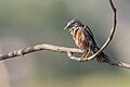 * Nomination Chestnut-tailed Starling after a bath.By User:Mildeep --Nabin K. Sapkota 09:38, 10 March 2024 (UTC) * Promotion  Support Good quality. --Poco a poco 11:33, 10 March 2024 (UTC)