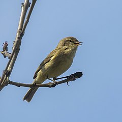 Chiffchaff Phylloscopus collybita