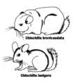 Comparition between Chinchilla brevicaudata and Chinchilla lanigera.