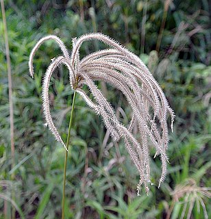 <i>Stapfochloa</i> Genus of grasses