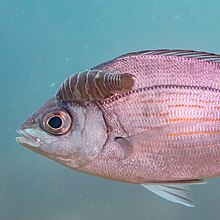 Chopa (Spondyliosoma cantharus) con un parasito (Anilocra physodes), Parque natural de la Arrabida, Portugal, 2022-07-22, DD 75.jpg