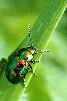 Chrysolina.fastuosa.jpg