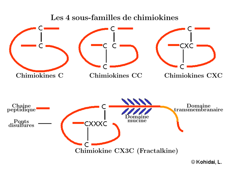 File:ChtxChimiokineStruct.png