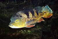 Tucunaré, outro peixe muito consumido no Amazonas.