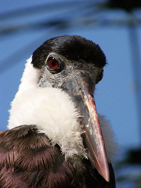 File:Ciconia episcopus LC0186.jpg