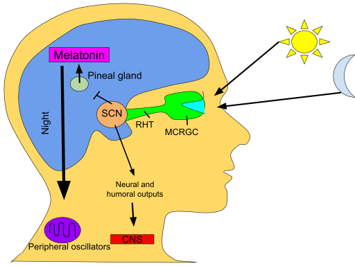 File:Circadian rhythm.svg