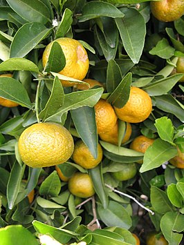 Citrus reshni