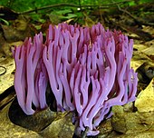 Clavaria zollingeri Clavaria zollingeri 90973.jpg