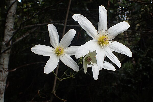 The name Opuawananga, which refers to Clematis paniculata (puawānanga), is associated with the Glenfield area