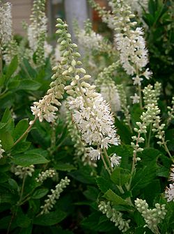 Konvalbusk (Clethra alnifolia)