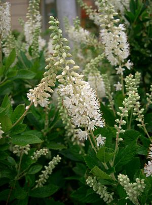 alnofolia kletro (Clethra alnifolia)