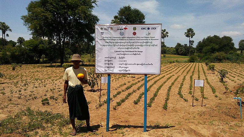 File:Climate Smart Village Mango Field in Myanmar.jpg