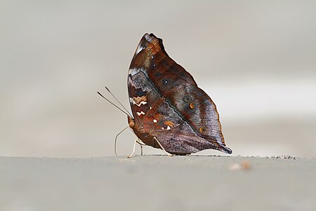 Ventral view