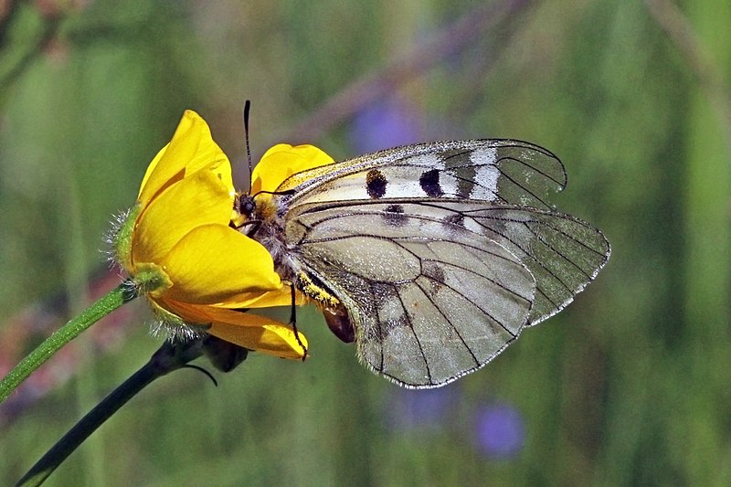 File:Clouded apollo (Parnassius mnemosyne) female.jpg