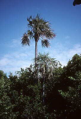 Coccothrinax argentata