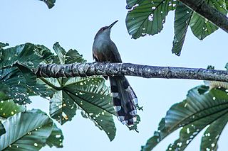 Puerto Rican lizard cuckoo Species of bird