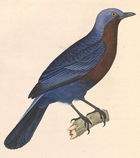 Javan cochoa Species of bird