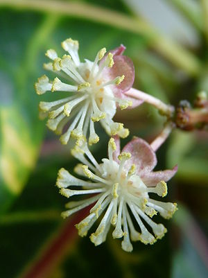 male flowers of my Codiaeum variegatum