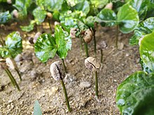 Coffea arabica beans germinating Coffee germination.jpg