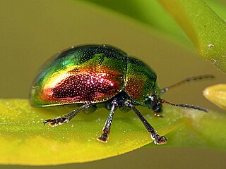 <i>Colasposoma sellatum</i> Species of beetle