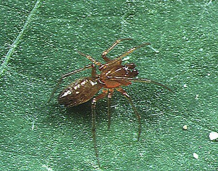 Coleosoma floridanum