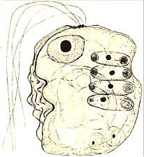 Collodictyon, das sich u. a. vier Scenedesmus einverleibt hat[5]