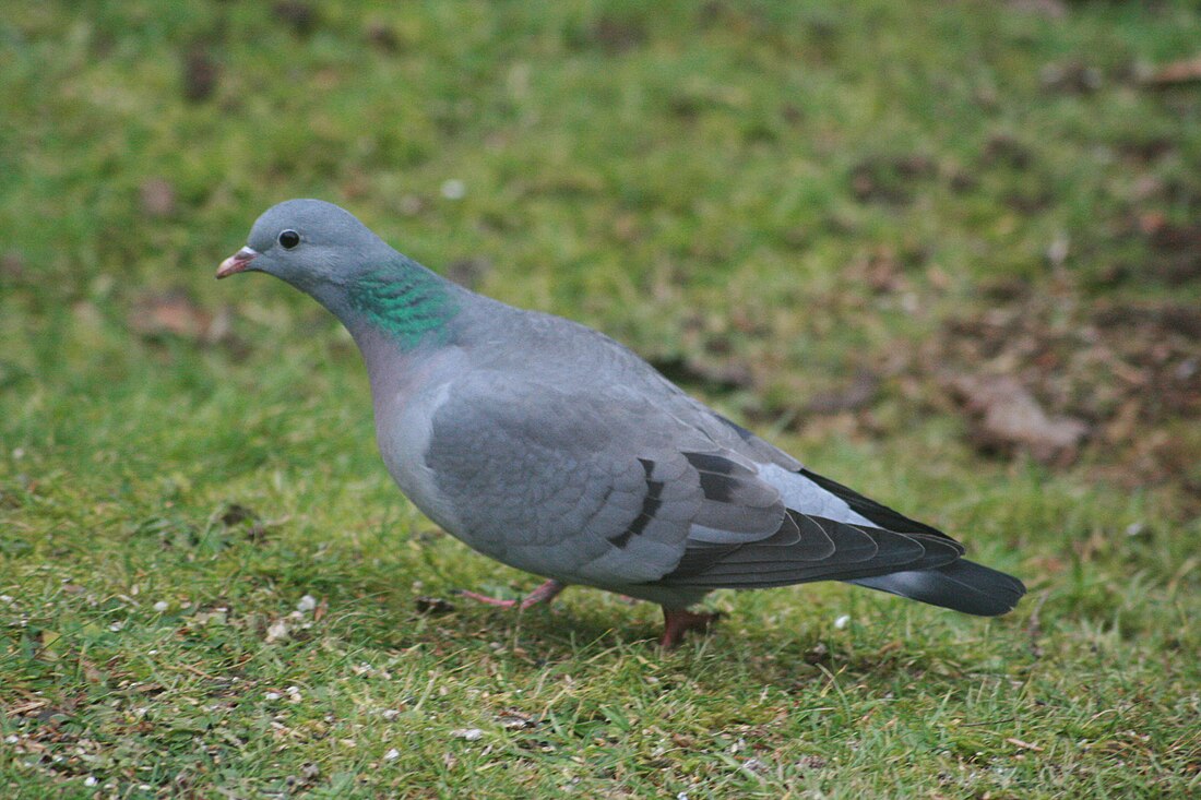 Columba