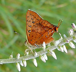 Common Scarlet (Axiocerses tjoane) (6046815740), crop.jpg