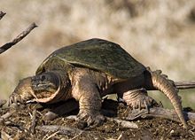 Common Snapping Turtle 1429.jpg