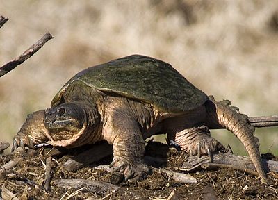 A common snapping turtle standing on all fours with its head slightly retracted and facing left.