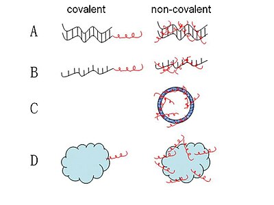 Covalent linkage between CPP and nucleic acid Conjugation of CPPs and cargoes.jpg