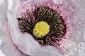 * Nomination Papayer rhoeas Alba --MirandaAdramin 10:56, 4 June 2017 (UTC) * Decline Beautifull, but only a very small part of the flower is in focus, focus stacking required, sorry --Cvmontuy 13:04, 12 June 2017 (UTC)