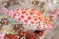 Coral Hawkfish (Cirrhitichthys oxycephalus), Galapagos Islands