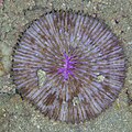 * Nomination Coral (Danafungia horrida), Anilao, Philippines --Poco a poco 19:01, 9 June 2024 (UTC) * Promotion  Support Good quality. --MB-one 22:15, 9 June 2024 (UTC)