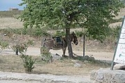 English: Elderly or footsore persons can reach the highest parts of Sant'Antonino (Corsica) by riding a donkey. Deutsch: Ältere oder fußkranke Personen können mit dem Esel die höheren Teile von Sant'Antonino (Korsika) erreichen.