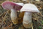 Thumbnail for Cortinarius camphoratus