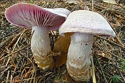 Karboolvöödik Cortinarius camphoratus