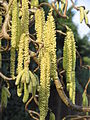 Corylus avellana 'Contorta' male catkins