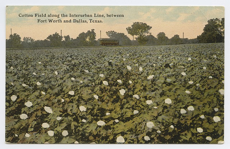 File:Cotton Field along the Interurban Line, between Fort Worth and Dallas, Texas. (27540981920).jpg