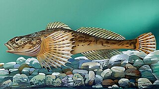 <i>Cottus jaxartensis</i> Species of fish