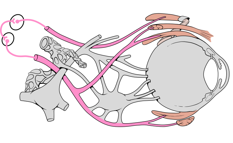 File:Cranial Nerve III somatic.svg