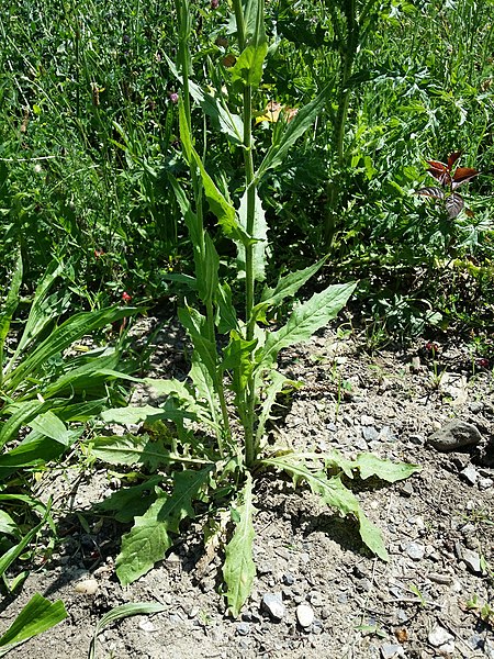 File:Crepis pulchra sl16.jpg