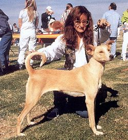 Cretan Hound at Athens International Dog Show, October 1997.jpg