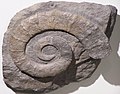 Fossil ammonite from the Lower Cretaceous (130 million years old)
