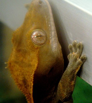 <span class="mw-page-title-main">Gecko feet</span> Hairy feature allowing suction